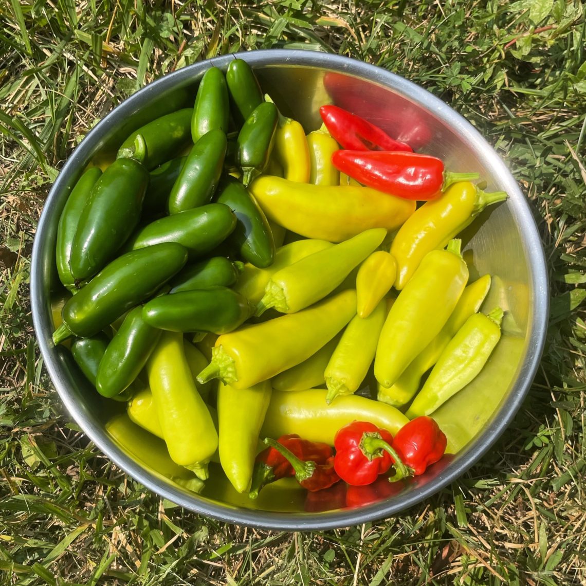 Metal bowl containing red, green, and yellow hot peppers, sitting on grass