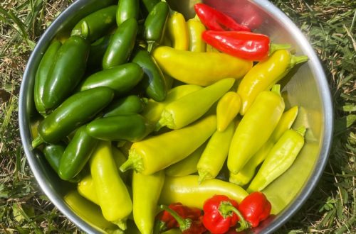 Metal bowl containing red, green, and yellow hot peppers, sitting on grass