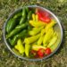 Metal bowl containing red, green, and yellow hot peppers, sitting on grass